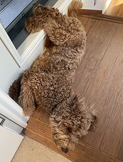 Frodo the mascot dog